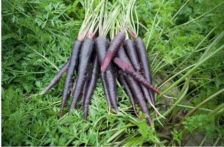 Черная морковь: сорта, полезные свойства