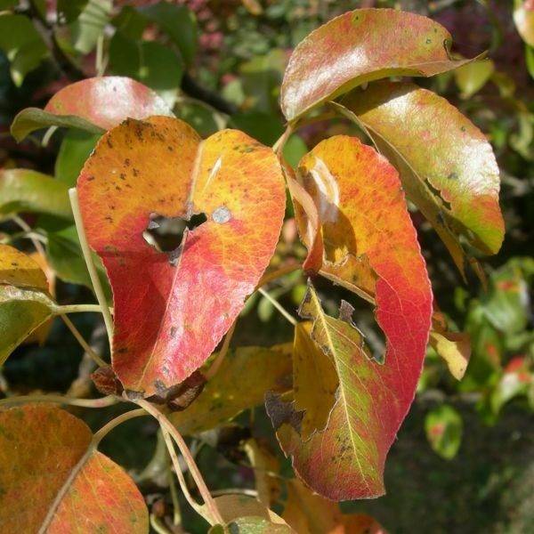 Почему желтеют и опадают листья у сливы, лучшие меры борьбы