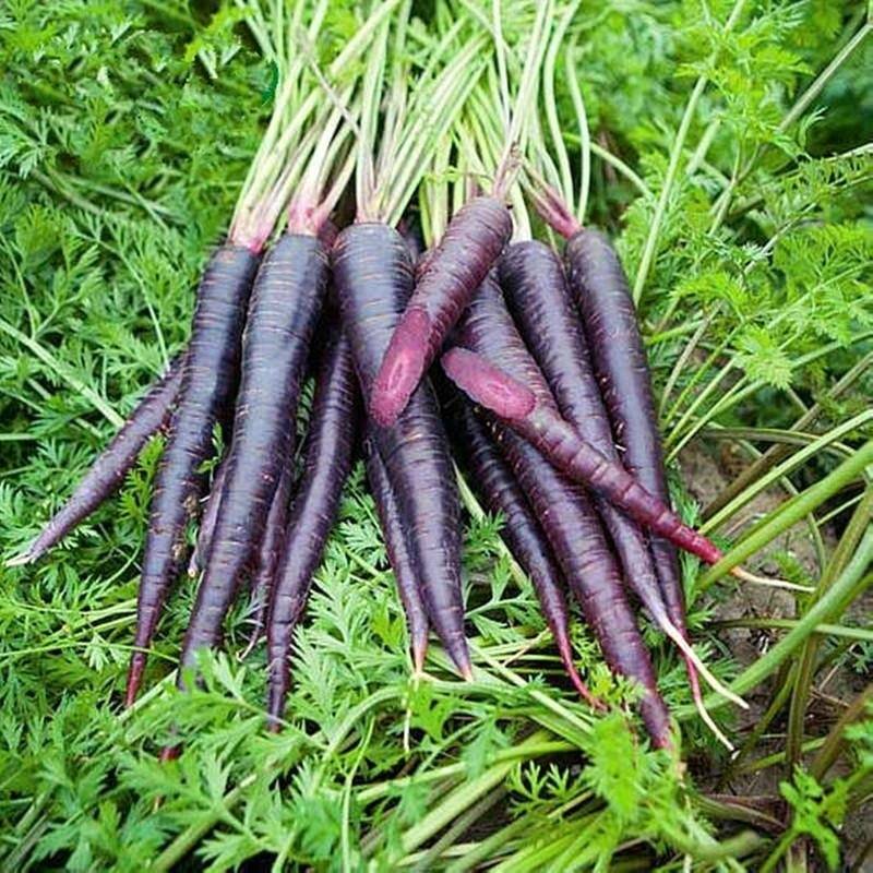 Диковинная черная морковь: как вырастить необычный корнеплод и какая от него польза
