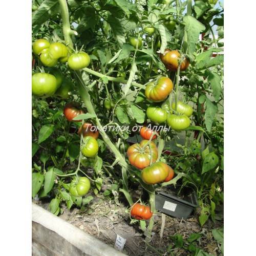Теплолюбивые помидоры из украины — томат радостный: характеристики сорта и описание