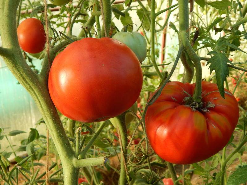 Минусинские томаты - отзывы, сорта фото, название и описание