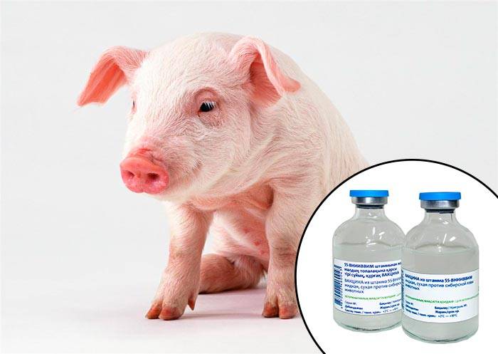 Чума свиней: вакцина, инструкция по применению, противопоказания и побочные эффекты