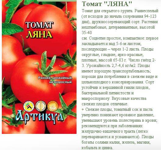 Как посадить и вырастить томат «кострома»