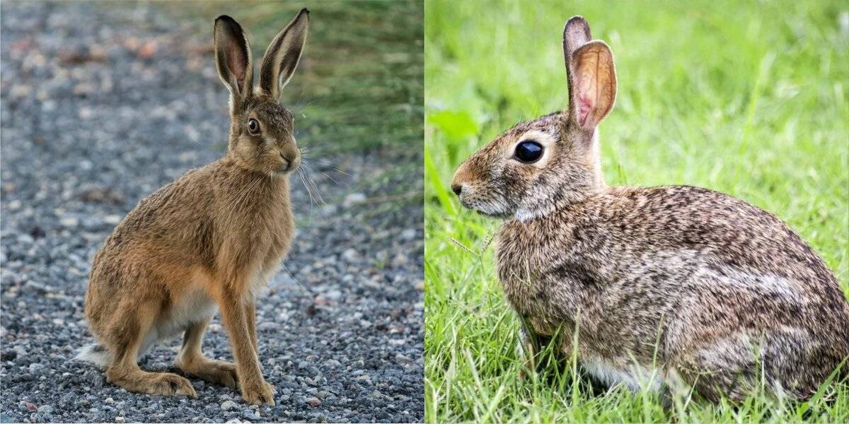 Чем заяц отличается от кролика? 24 фото как отличить внешне? кто больше? таблица отличий по признакам, разница в весе между дикими и домашними животными