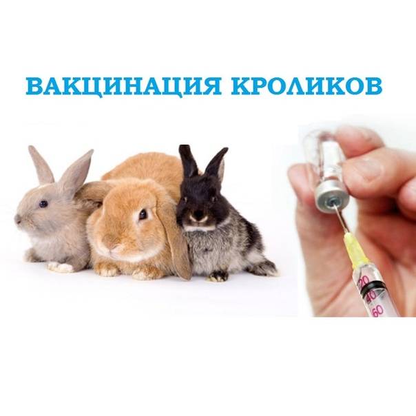 Прививка кроликов зимой: нужна ли вакцинация