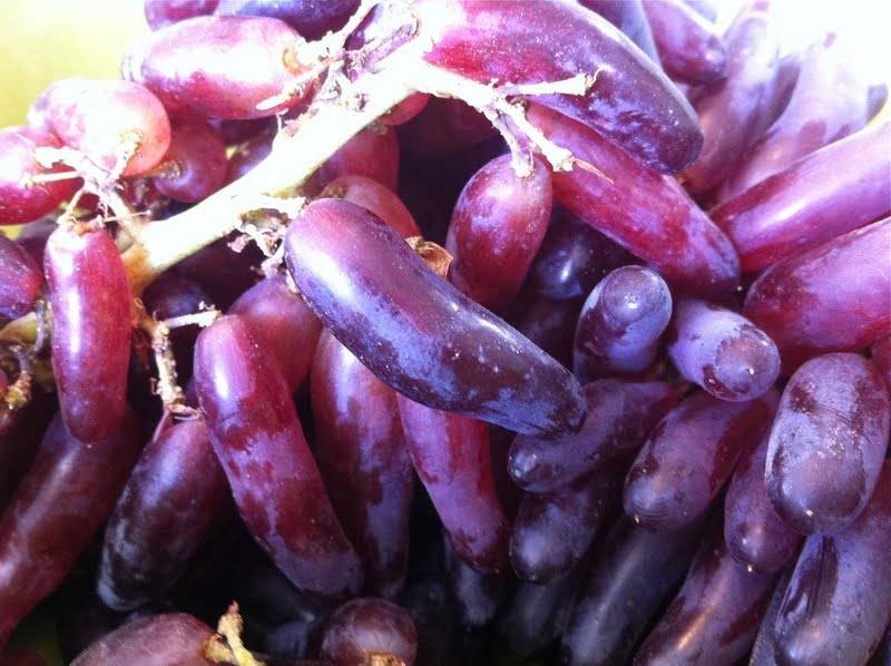 Описание и тонкости выращивания винограда сорта маникюр фингер | сортовед