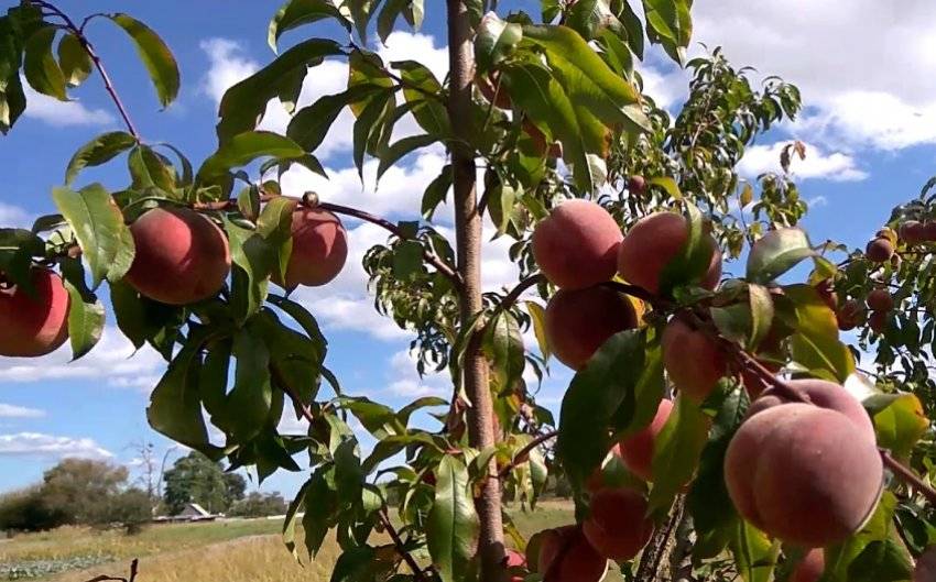 Какие сорта персиков можно выращивать в подмосковье - сад и огород