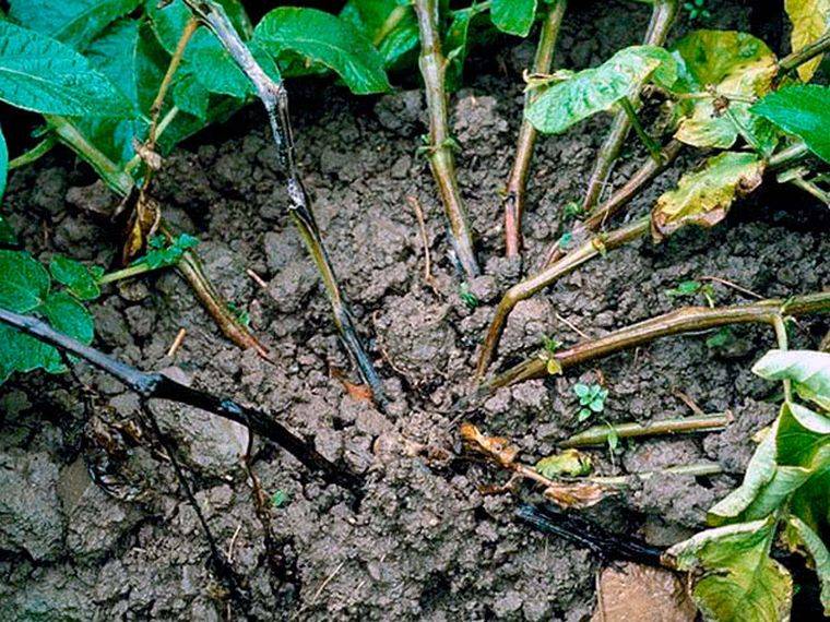 Почему возникает “черная ножка” на рассаде помидоров? чем полить и как спасти растения?