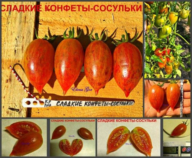 Семена томат сливка красная (медовая), 0,1г, гавриш, семена от автора