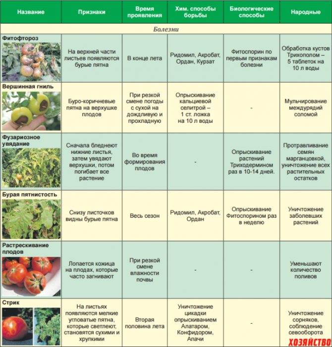 Как бороться с фитофторой на помидорах: чем и когда обрабатывать, профилактика