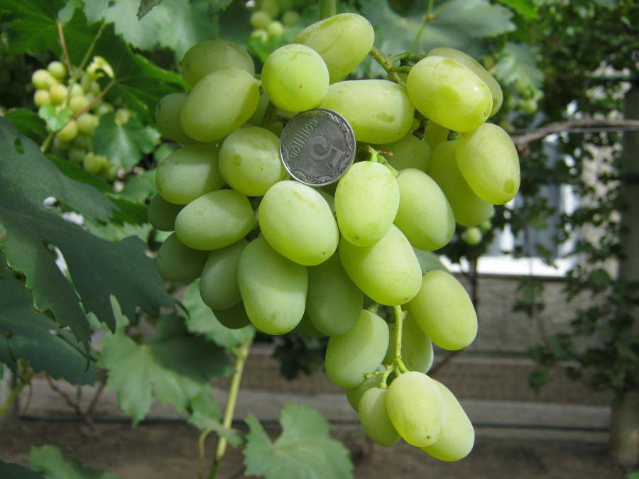 Виноград «аюта павловского» — гибридная форма  раннего созревания