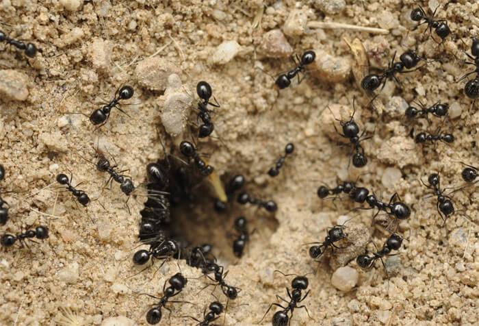 10 способов избавиться от муравьев на капусте