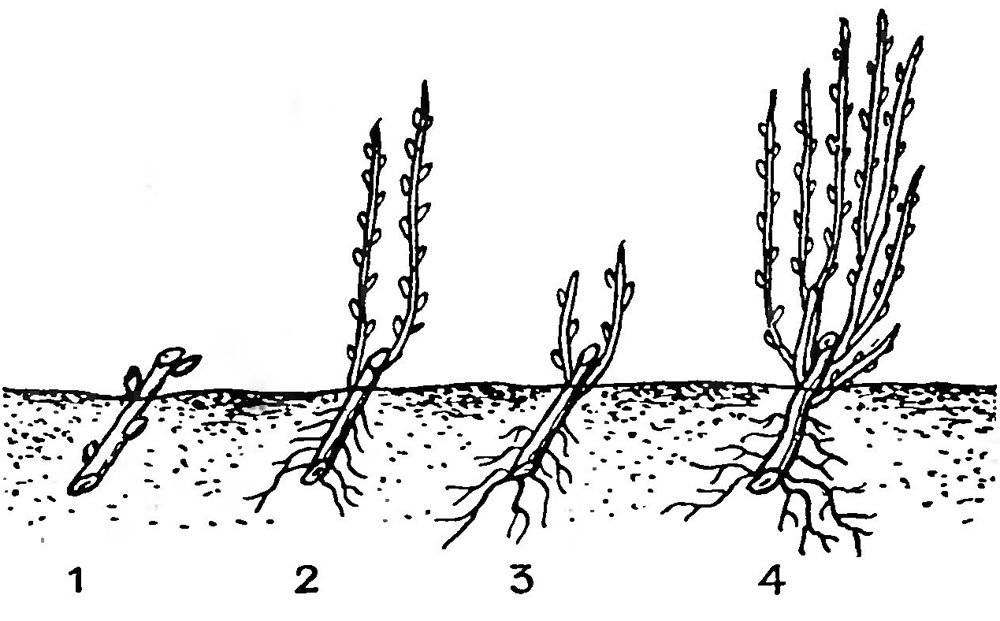 О размножении облепихи: как посадить облепиху черенками весной, выращивание