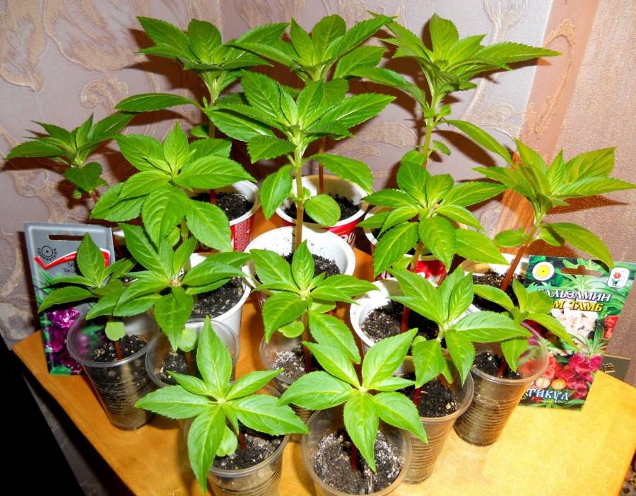 Бальзамин садовый: посадка и уход, выращивание из семян.