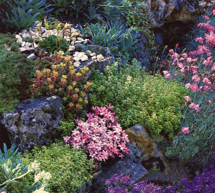 Почвопокровные растения и цветы