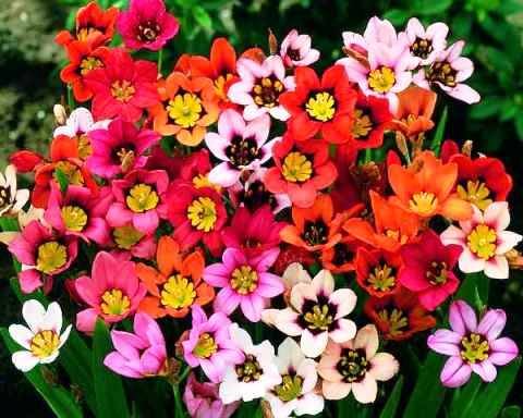 Спараксис: инструкция, как ухаживать за цветами в открытом грунте. обзор видов, фото, когда цветут, происхождение и приметы