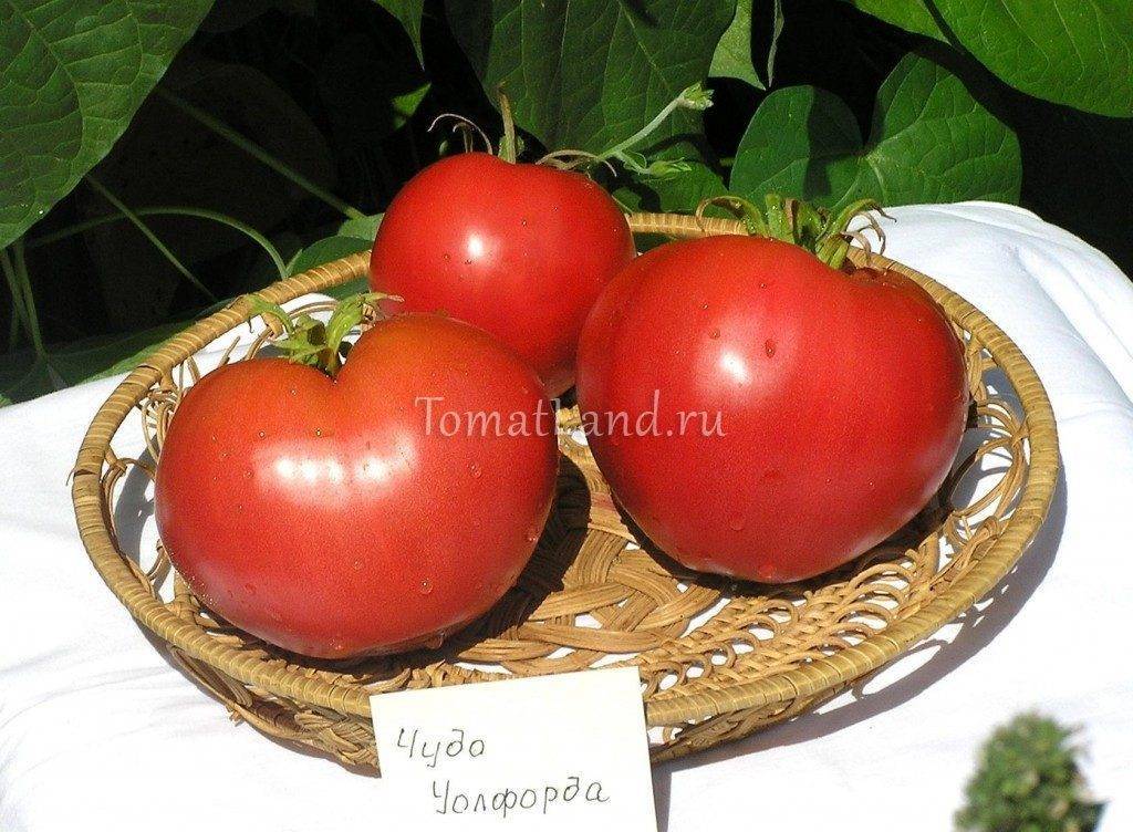 ✅ о томате вспышка: описание сорта, характеристики помидоров, посев