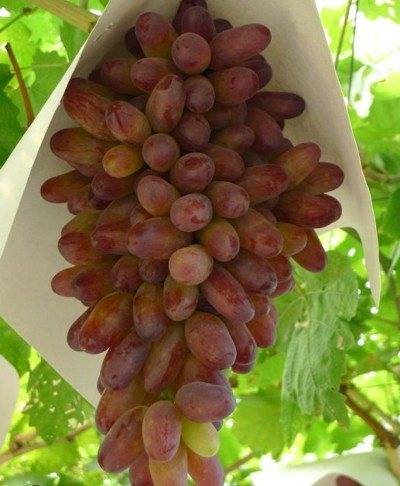 Виноград "маникюр фингер": описание сорта, фото, характеристики, выращивание