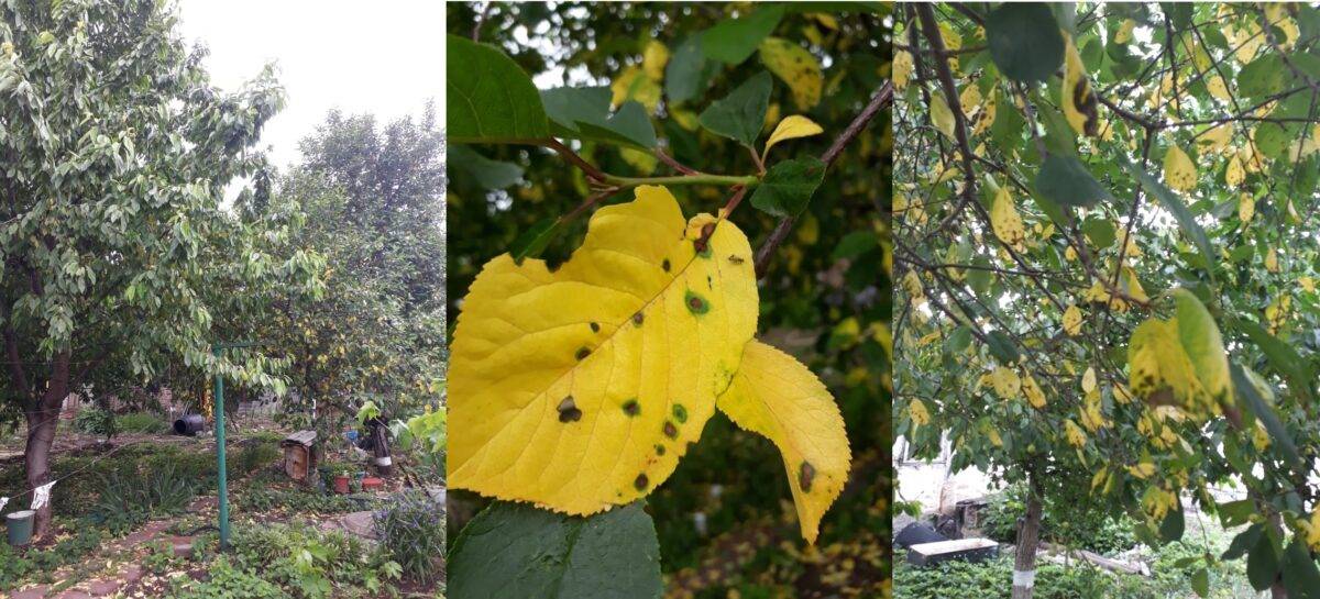 Почему у сливы резко пожелтели листья и стали опадать? / асиенда.ру