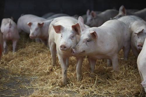 Сколько живут свиньи: в домашних условиях и на воле