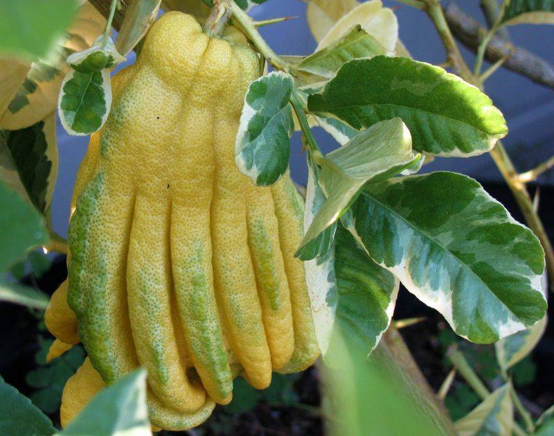 Описание фрукта «рука будды» или цитрон пальчатый. полезные свойства цитруса