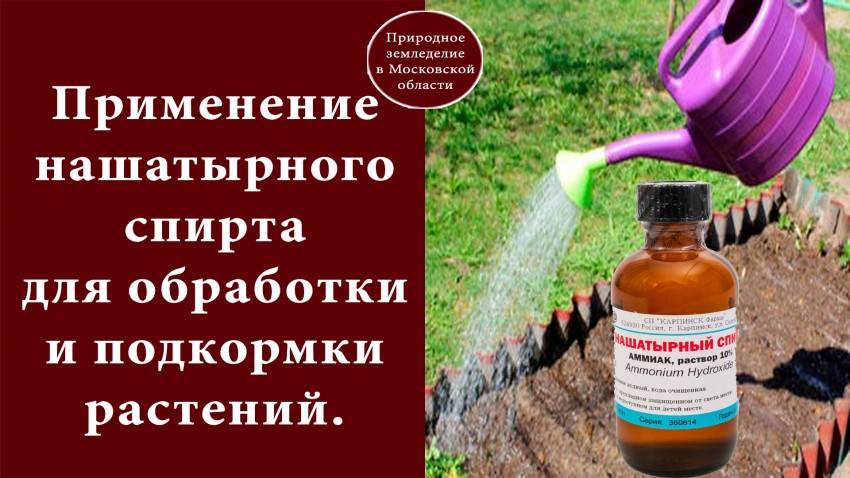 Нашатырный спирт для лука: чем полезен - удобряшкин.ру