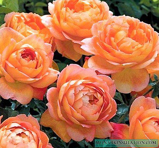 Знаменитые английские розы дэвида остина: популярные сорта