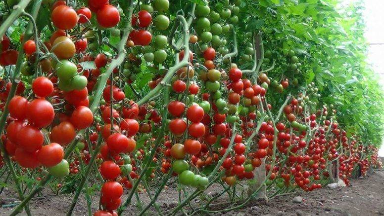 Томат гордость сибири: отзывы, фото кустов и плодов, плюсы и минусы выращивания данного сорта и секреты агротехники