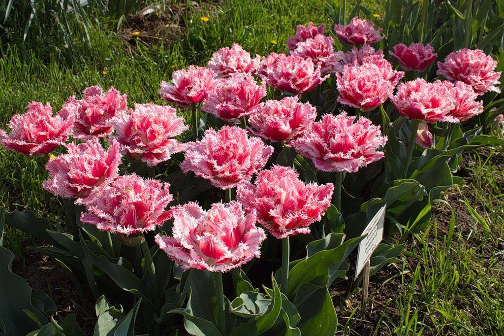 Выращивание пионовидных тюльпанов - фото, описание и уход