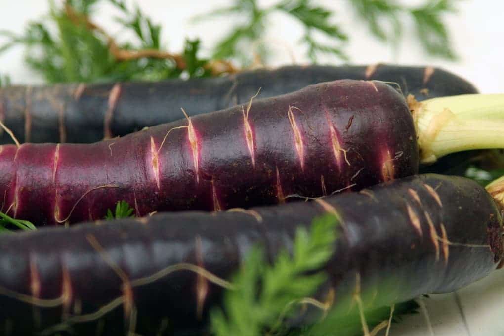 Диковинная черная морковь: как вырастить необычный корнеплод и какая от него польза