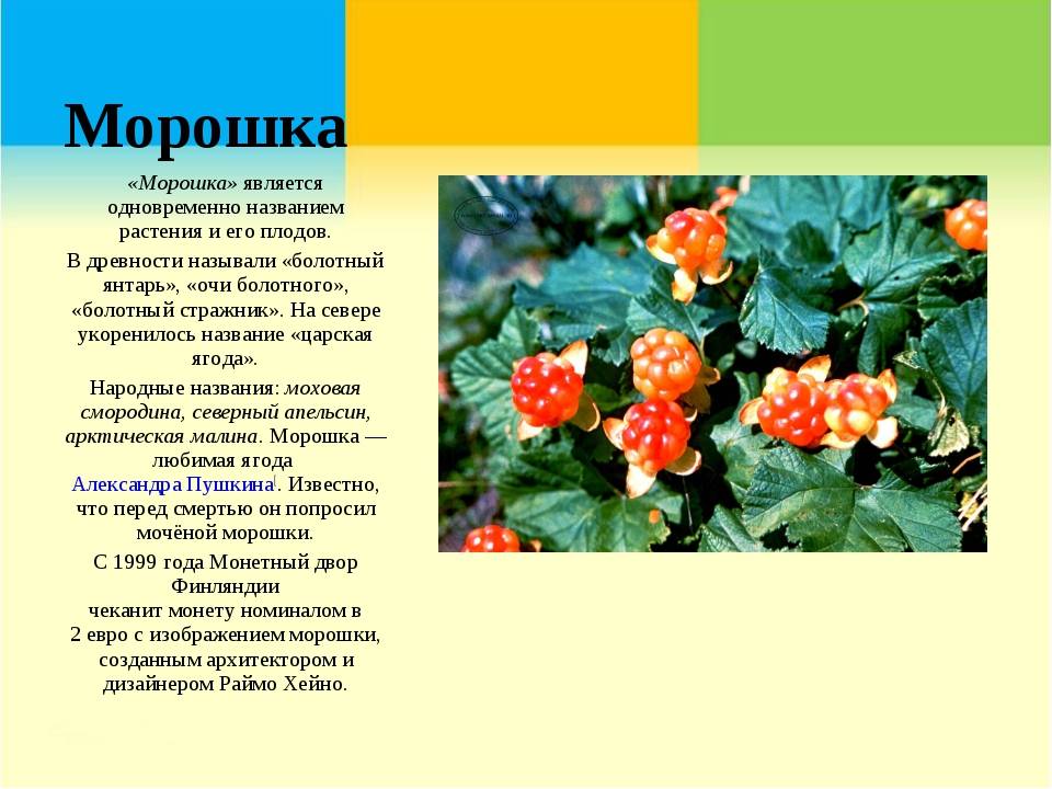 Хранение ягод: правила, условия, сроки - сельхозобзор.ру