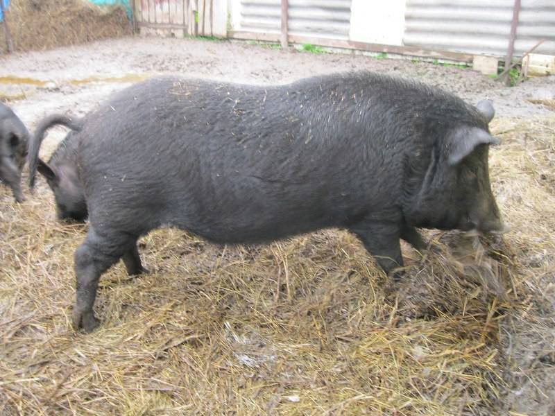 Описание и характеристики породы свиней кармалы, выращивание и разведение