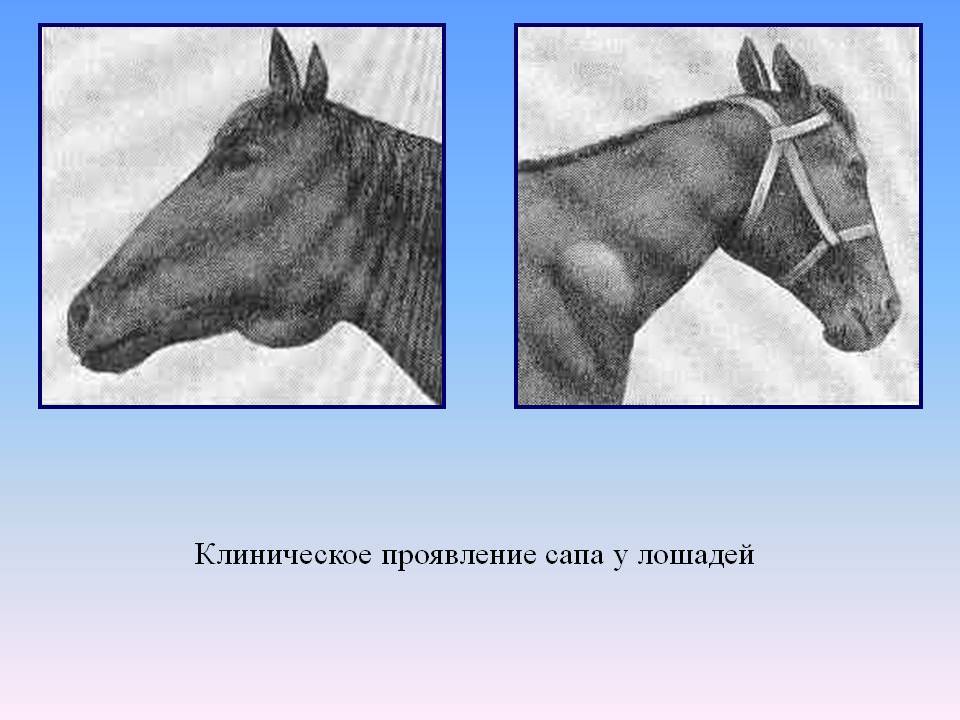 Лечение суставов и связок у лошадей, статьи nita-farm