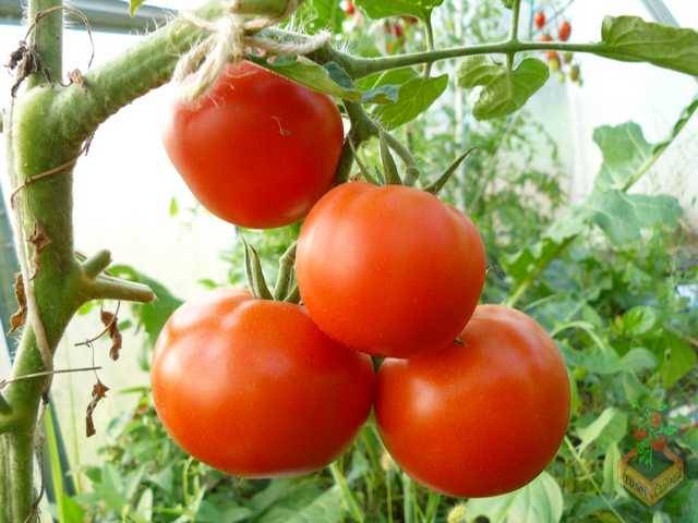 Описание сорта томата Екатерина, его урожайность и выращивание