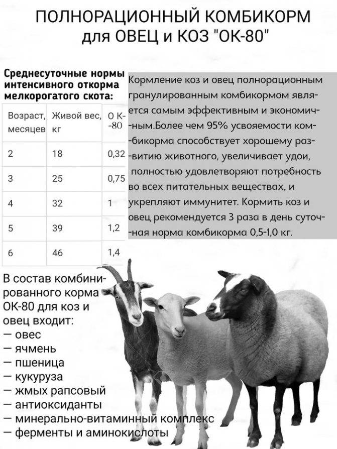 Как повысить удой молока у козы. 21 способ повысить удой у козы