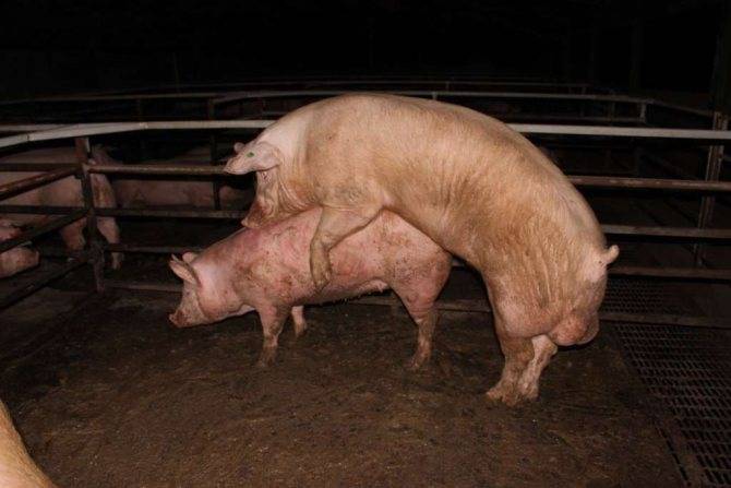 Сколько дней гуляет свинья: признаки половой охоты, особенности и интересные факты