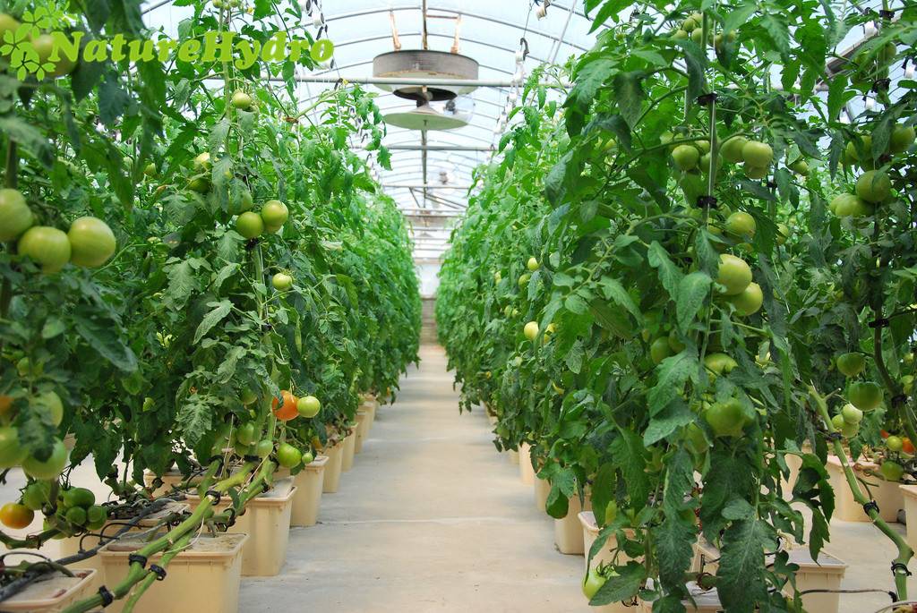 Голландские сорта ранних томатов для теплицы 2021
