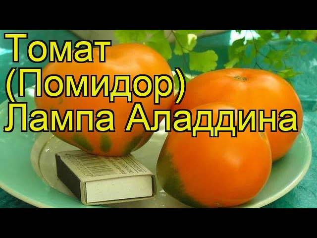 Томат лампа аладдина: описание сорта, отзывы, фото, урожайность | tomatland.ru