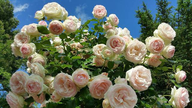 Все о плетистой розе пьер де ронсар: описание, посадка , уход и использование в саду
