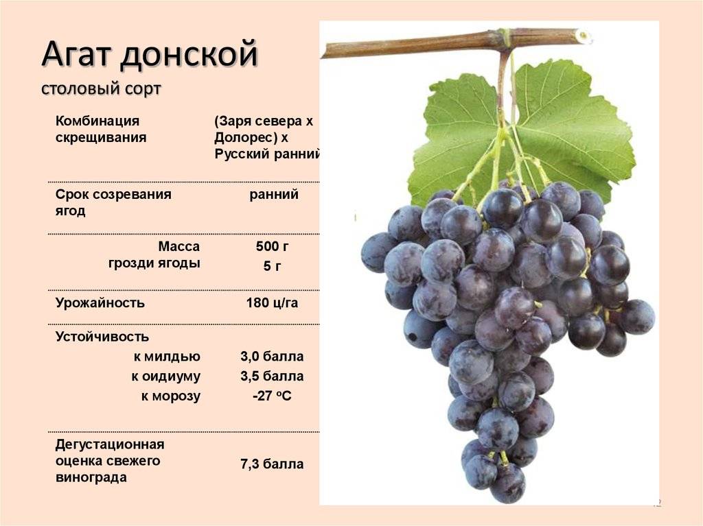 Обзор сорта винограда фиолетовый ранний и особенности его выращивания