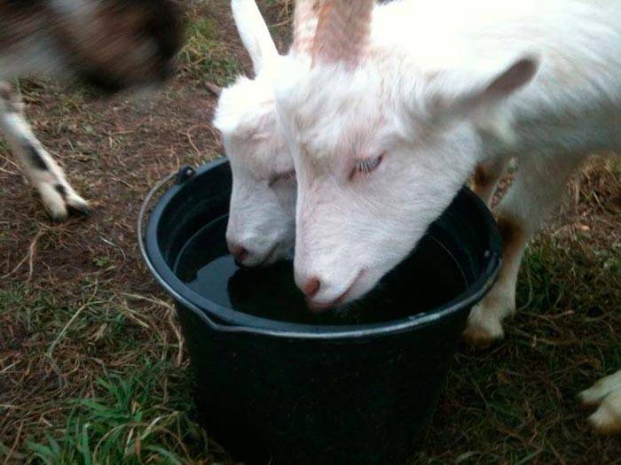 Чем кормить коз при выращивании в домашних условиях