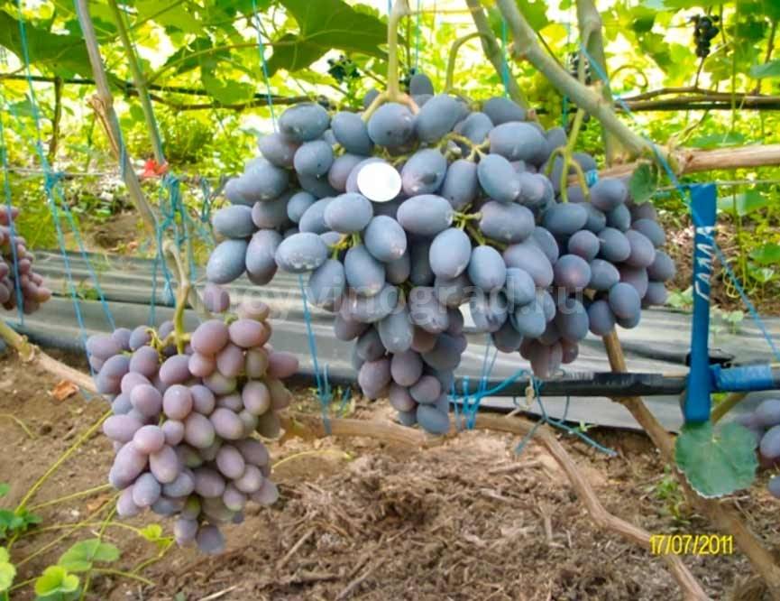 Виноград гала: фото и описание сорта, особенности посадки и ухода selo.guru — интернет портал о сельском хозяйстве