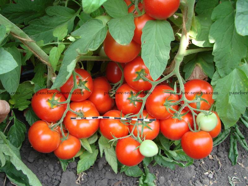 Томат Урал F1: описание сорта, особенности выращивания и урожайность