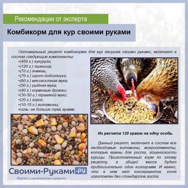 Как приготовить мешанку для кур несушек и цыплят: инструкции и фото