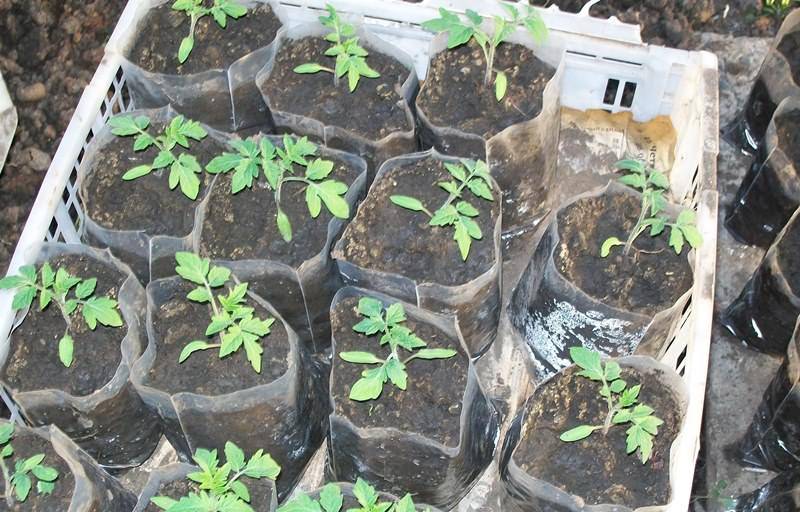 Обзор новых способов выращивания рассады томатов без земли. рассада без земли: технология выращивания