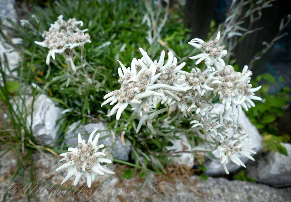 Эдельвейс альпийский: описание сорта, посадка и уход, выращивание из семян