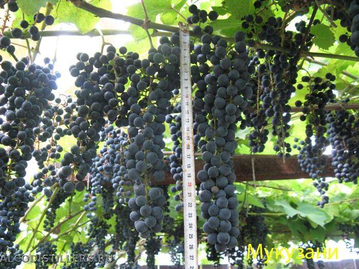 Описание винограда сорта саперави и правила выращивания