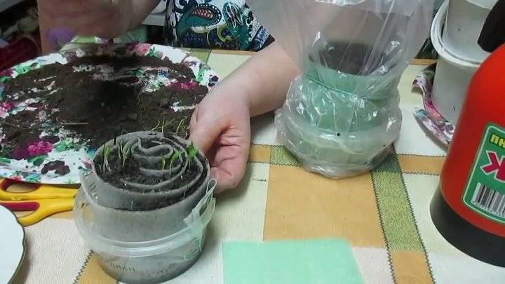 Рассада в пеленках, юлия миняева и ее оригинальный метод выращивания рассады