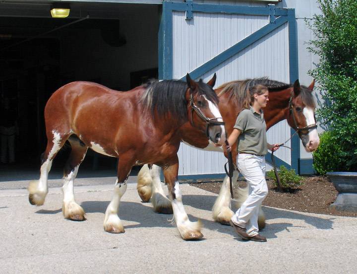 Порода шайр – самые крупные лошади 2020