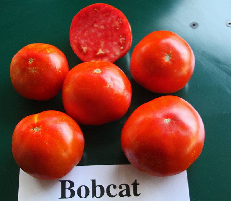 Особенности гибридного сорта томатов бобкат f1